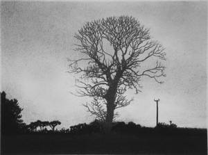 Tentsmuir